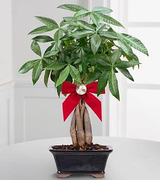 feng-shui-money-tree-ftd.jpg