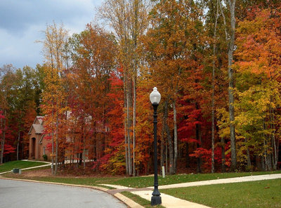 fall.jpg