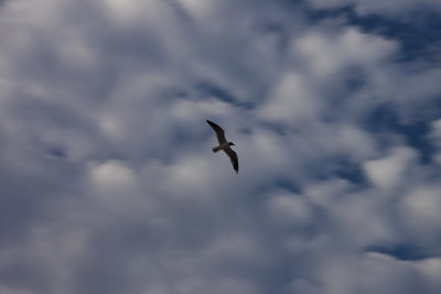 109f.jpg