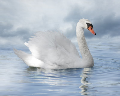 3 rtgfswannn063.jpg