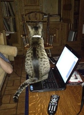 ocicat.jpg