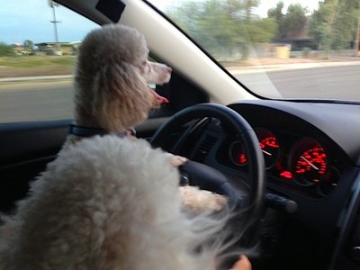 Bony is driving.jpg