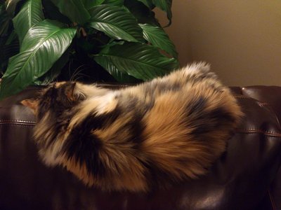 DSC_0306 (2).jpg