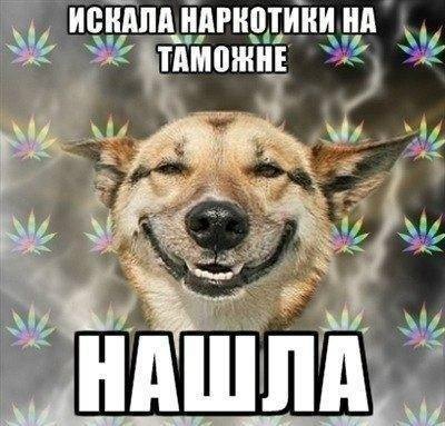 Искала Нашла.jpg