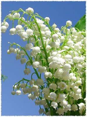 Happy Birthday, Elizabeth.jpg