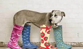 Кошина собака ушла гулять.jpg