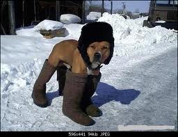 Собака на прогулке.jpg