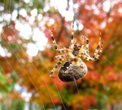 spider1.jpg