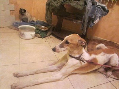 borzoi.jpeg