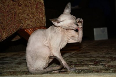 image.jpg