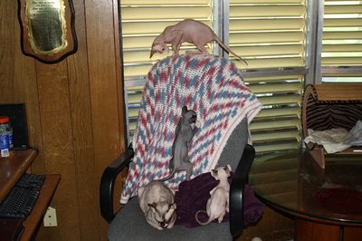 image.jpg