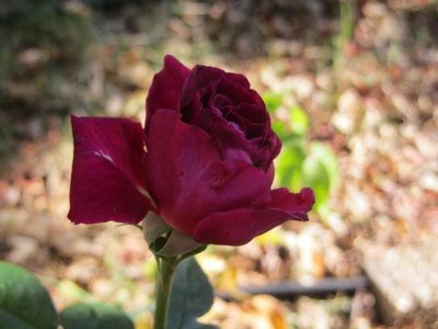IMG_1783 - Copy.JPG