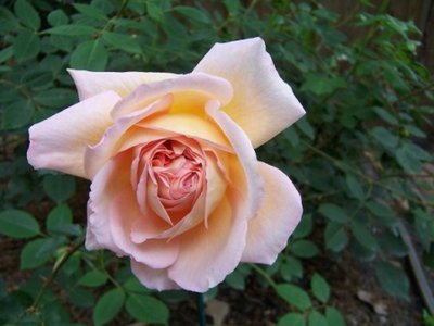 100_7025.jpg