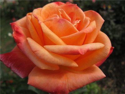 marsem's rose.jpg