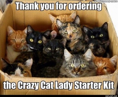 cats3.jpeg