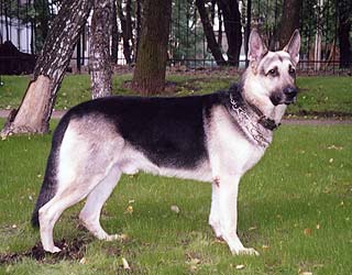east european dog1.jpg