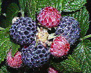 image003.gif