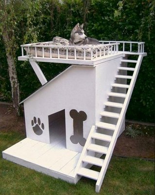 cool-dog-house.jpg