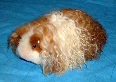 Long haired guinea.jpg