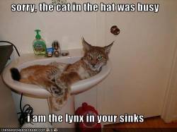 cat in the hat.jpg