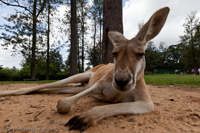 20111225_australia_250.jpg