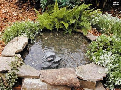 pond1.jpg