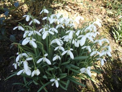 harrogate uk 447.JPG