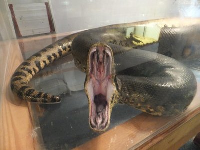 змея.JPG