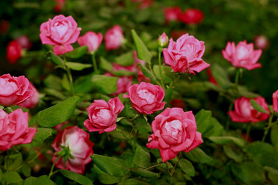 BrilliantPFS 045AA.jpg