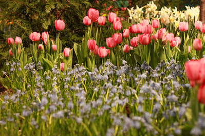 BrilliantPFS 055AA.jpg