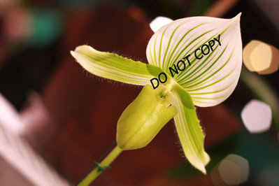 BrilliantPFS 069AA.jpg