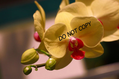 BrilliantPFS 074AA.jpg