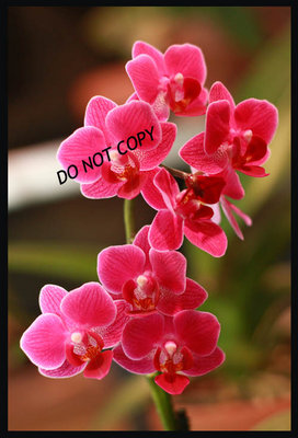 BrilliantPFS 075AA.jpg