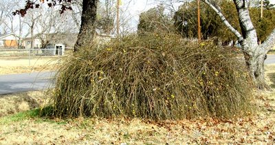 IMG_4445.JPG