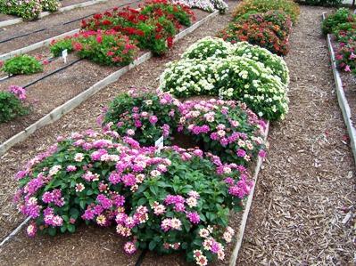 Costa-Farms-Gets-First-Look-At-Spring-Trials.jpg