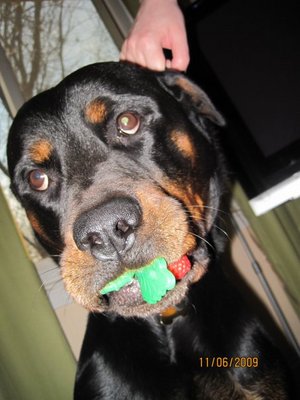 pup.jpg