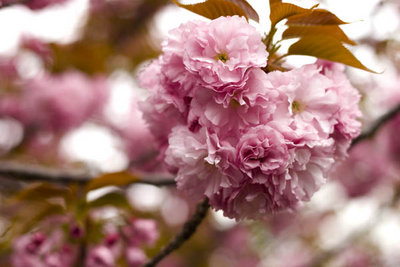 yablonya v cvetu 014f.jpg