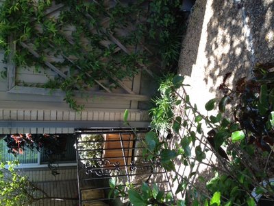 garden1.jpg