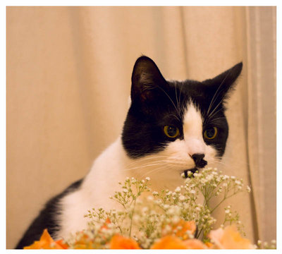 BrilliantPFS 127f.jpg