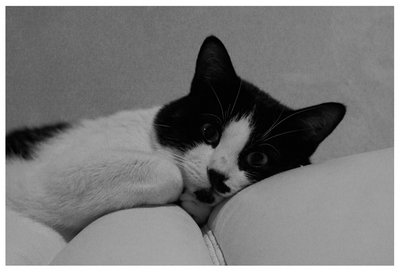 pavonianewport 029f.jpg