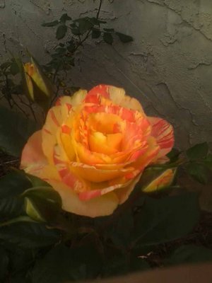 chihuli.jpg