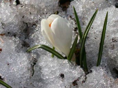 snowdrop.jpg