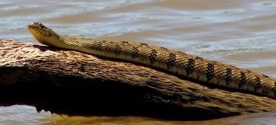 rattlesnake.JPG