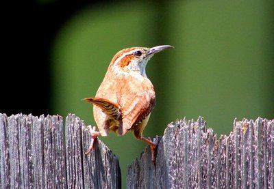 IMG_5518 - Copy - Copy.JPG