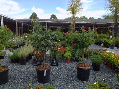 Lantana.jpg