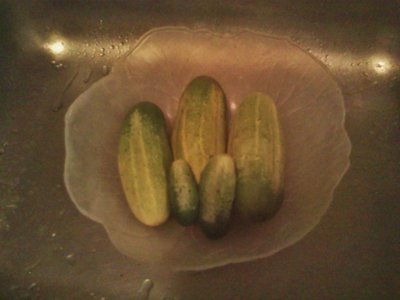 2013-06-24 19.11.11 (500x375).jpg