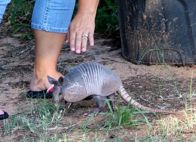 Наш Бронтя.JPG