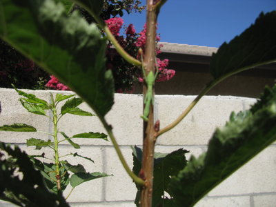 IMG_3187.JPG