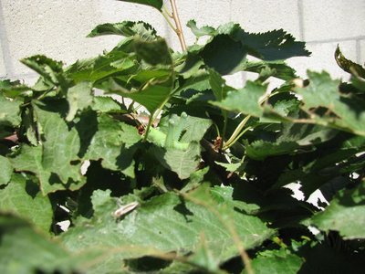 IMG_3188.JPG