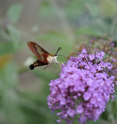 mothh356.jpg